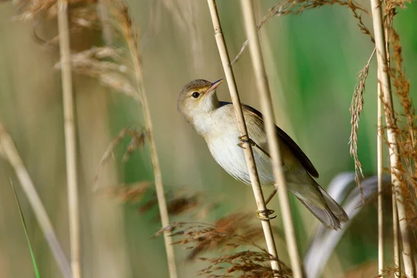 Eurazjatycki Warbler Trzcinowy Trzcinie — Zdjęcie stockowe