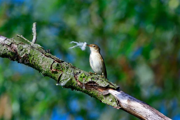 Eurazjatycki Warbler Trzcinowy Trzcinie — Zdjęcie stockowe