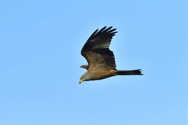 Black Kite Flight Looking Food — Stock Photo, Image