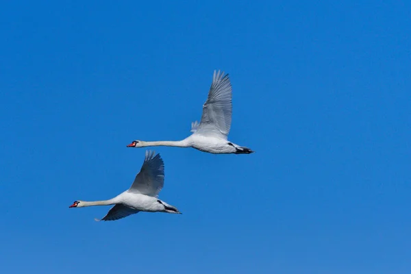 Mute Swan Flight Upper Lusatia — Stock fotografie