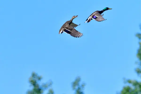 Mallard Jarním Letu Nad Jezerem — Stock fotografie