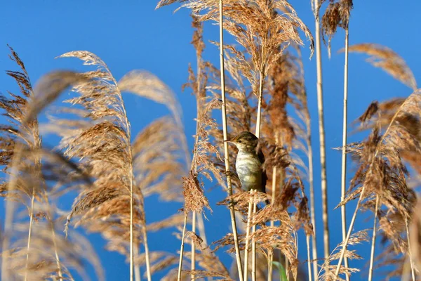 Eurasian Reed Warbler Reed — Stock Photo, Image