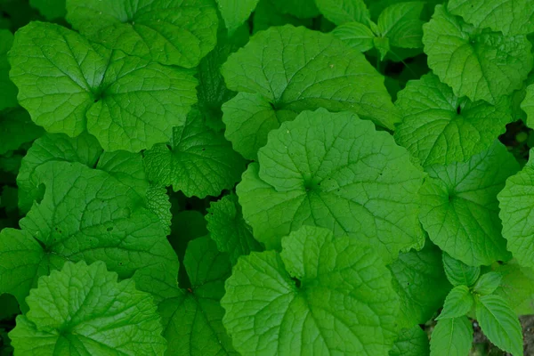 Petasites Hybridus Butterbur Vicino Fiume — Foto Stock