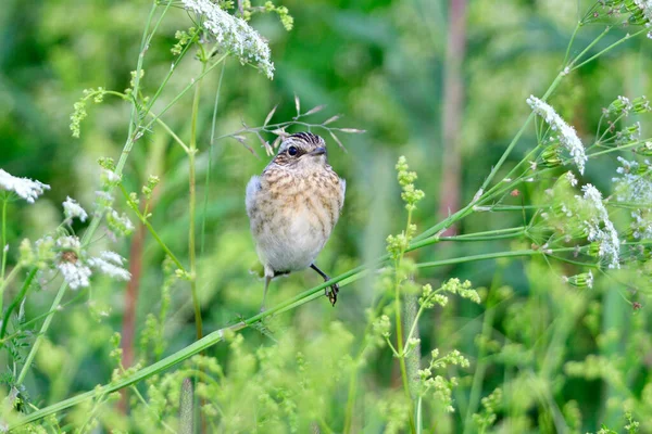 Young Whinchat Czeka Jedzenie Łące Lecie — Zdjęcie stockowe