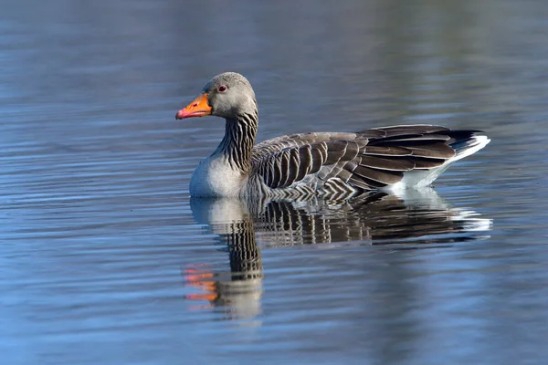 Ganso Greylag Primavera — Fotografia de Stock