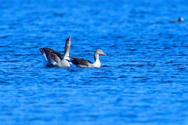 Gansos Greylag Primavera Saxon — Foto de Stock