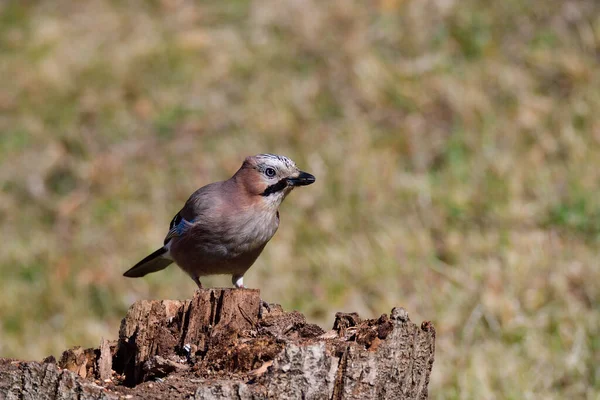 Zbliżenie Eurazjatyckiego Jaya Garrulus Glandarius Drzewie Wiosną — Zdjęcie stockowe