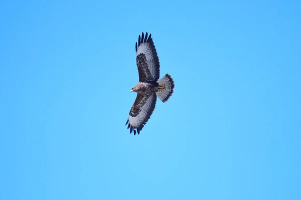 Běžný Krkavec Buteo Buteo Dravý Pták Letu Proti Modré Obloze — Stock fotografie