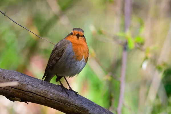 Europeo Robin Sentarse Árbol Busca Comida — Foto de Stock