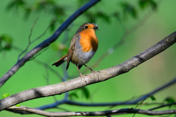 欧洲知更鸟坐在树上寻找食物 — 图库照片