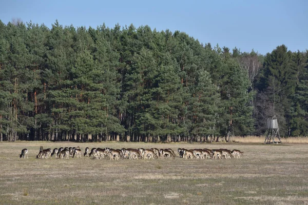 Herd Fallow Deer Dama Dama Pastando Grama Prado — Fotografia de Stock