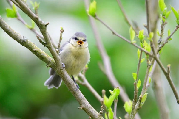 Cute Baby Blue Tit Cyanistes Caeruleus Perched Branch — 스톡 사진