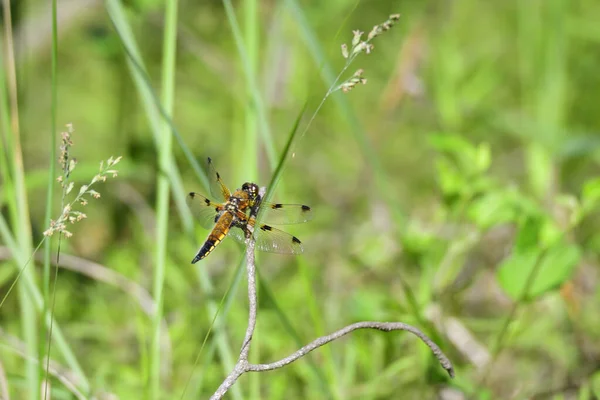 Dört Noktalı Avcı Libellula Quadrimaculata Sakson Yeşil Sazlıklarda Dinlenen Güneş — Stok fotoğraf