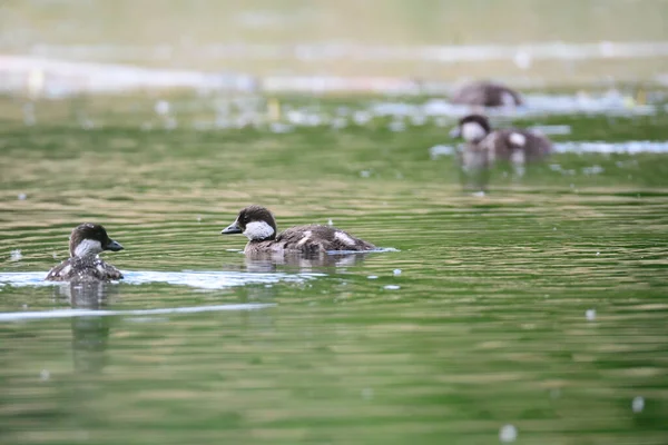 Bucephala Clangula Vanlig Goldeneye — Stockfoto