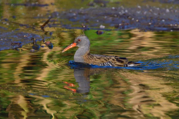 Acqua Rail Saxon Autunno Sole Del Mattino — Foto Stock