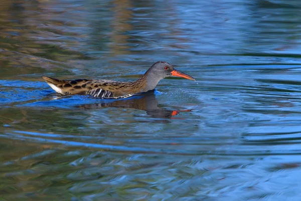 Acqua Rail Saxon Autunno Sole Del Mattino — Foto Stock