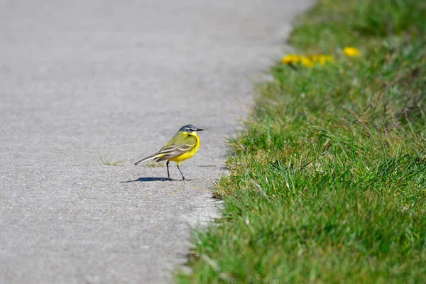 西方黄色的摇尾乞怜 一种站在波罗的海边的小鸟 — 图库照片