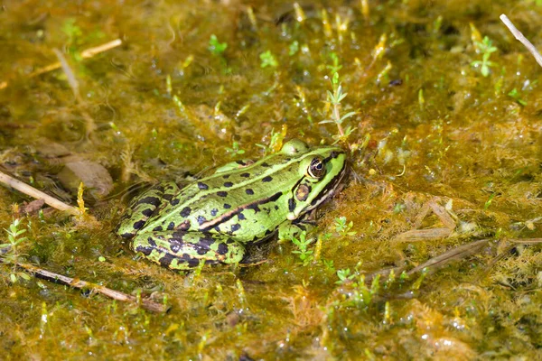 Common Water Frog Pond — Stock Photo, Image