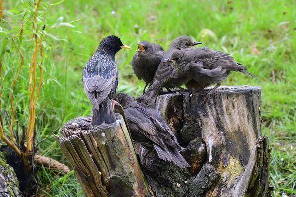 Young Common Starlings Waiting Food — Stock Photo, Image