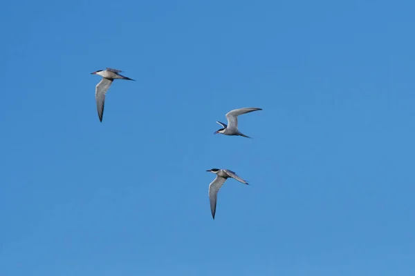 Üst Lusatia Uçuşta Ortak Tern — Stok fotoğraf