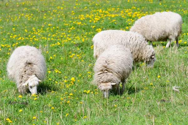 Skudde Breed Domesticated Sheep — Stock Photo, Image