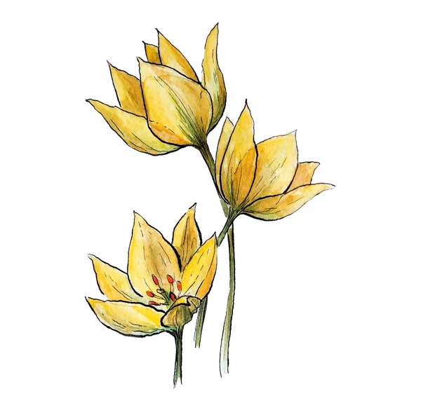 Акварельна ілюстрація диких жовтих тюльпанів ізольовані — стокове фото