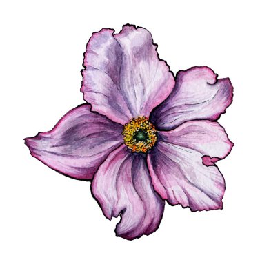 Mor suluboya grafik izole öğe çiçek kuşburnu gül