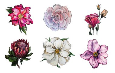 dizi altı pembe ve beyaz çiçekler, protea, Şakayık, dogrose, wildrose, izole lisianthus