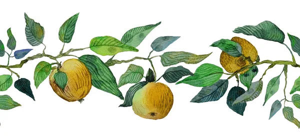Акварель Безшовний бордюр жовті яблука листя гілки орнамент — стокове фото