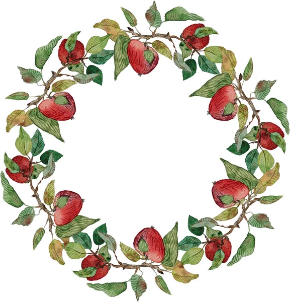 çelenk Kırmızı elma yaprakları dalları süsleme izole