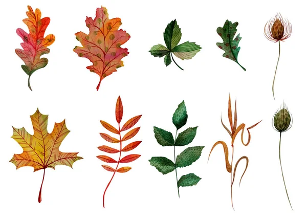 Elementos de acuarela conjunto hojas de otoño roble arce arce rosa mosqueta castaño hoja de hierba bur — Foto de Stock