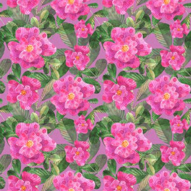 suluboya pembe köpek gülleri pembe arka planda pürüzsüz desen