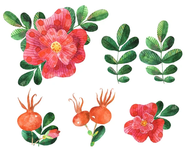 꽃무늬, 나뭇잎, 장미 고관절로 구성된 수채화 세트 — 스톡 사진