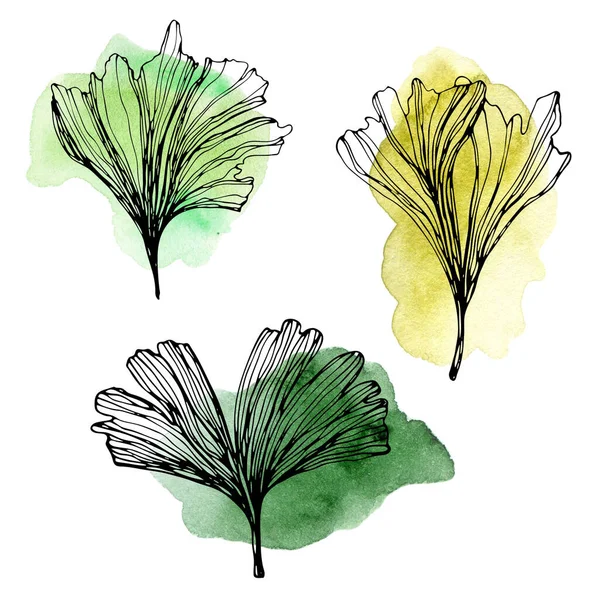 Illustration de feuilles de Ginkgo biloba dessinées à la main avec des taches d'aquarelle. Décrivez la composition de la feuille de ginkgo verte. Feuilles exotiques florales pour votre design. — Photo