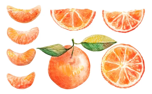 Handgetekende aquarel mandarijnen met groene bladeren. Set van kleurrijke plakken mandarijn, oranje geïsoleerd op een wit. Clipart voor ontwerp en decor, verpakking, kaarten. — Stockfoto