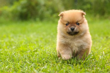 Spitz köpek yavrusu güneşli bir günde çimlerin üzerinde.