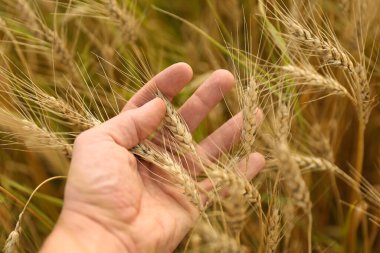 Çavdarın altın kulakları ya da tarlada buğday, arka plan
