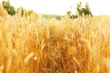 Çavdarın altın kulakları ya da tarlada buğday, arka plan