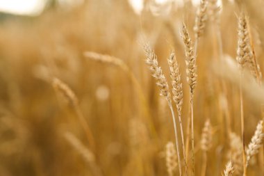 Çavdarın altın kulakları ya da tarlada buğday, arka plan