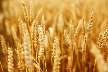 Çavdarın altın kulakları ya da tarlada buğday, arka plan