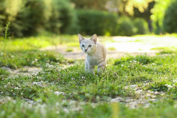 Evcil, açık kahverengi kedi çimlerin üzerinde yürüyor. Küçük kedicik dışarıda