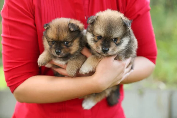 Mani Della Donna Tengono Piccoli Cuccioli Spitz — Foto Stock