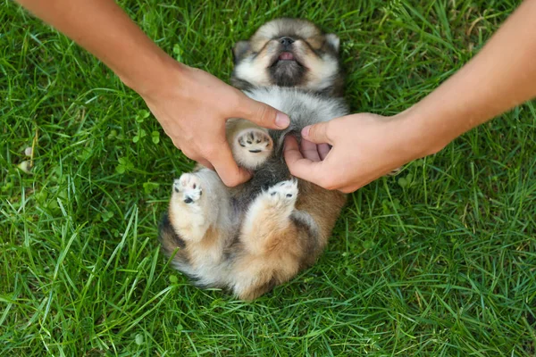 Chiot Spitz Est Sur Herbe Plein Air Journée Ensoleillée — Photo