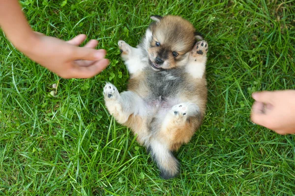 Spitz köpek yavrusu güneşli bir günde çimlerin üzerinde.