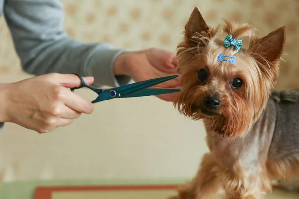 Köpek bakıcılığı. Kuaförün elleri köpekle çalışıyor.