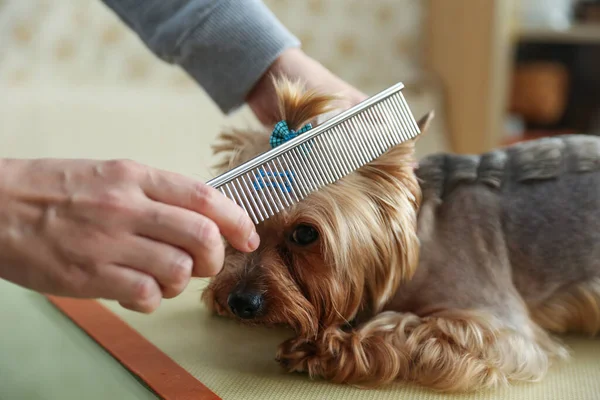dog grooming close up. groomer\'s hands working with dog