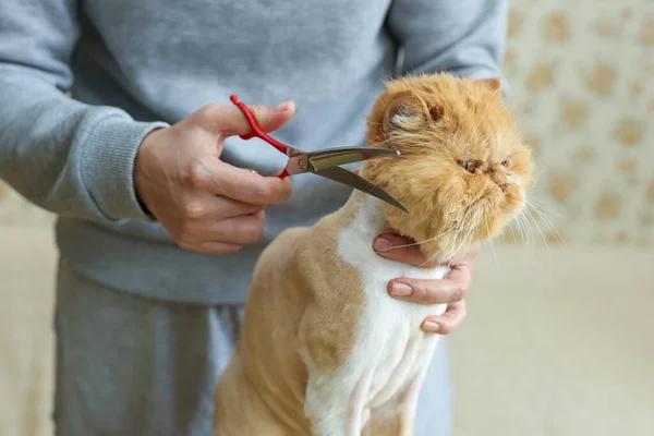 Katt Grooming Närbild Triomer Händer Arbetar Med Katt — Stockfoto