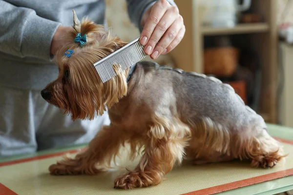 dog grooming close up. groomer\'s hands working with dog