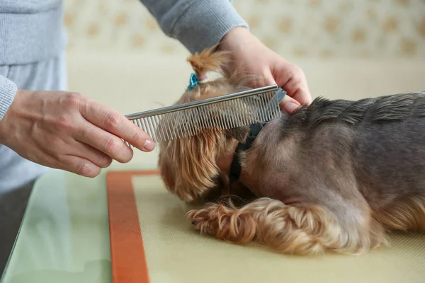 Acicalamiento Perros Cerca Manos Peluquero Trabajando Con Perro — Foto de Stock