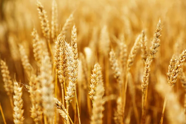 Çavdarın altın kulakları ya da tarlada buğday, arka plan